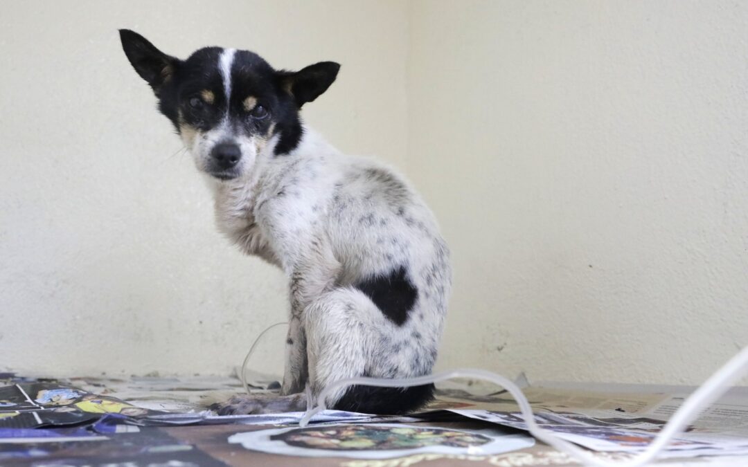 RESCATAN EN ESCOBEDO A “SILVIA”, A “OSO” Y A “STEFI” UNA CHIVA Y DOS PERRITOS MALTRATADOS