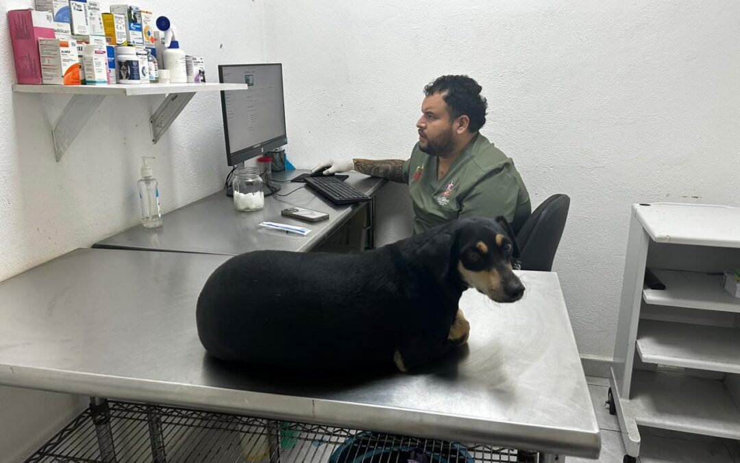 RESCATA ESCOBEDO A ‘BRUNO’,PERRO VÍCTIMA DE MALTRATO ANIMAL